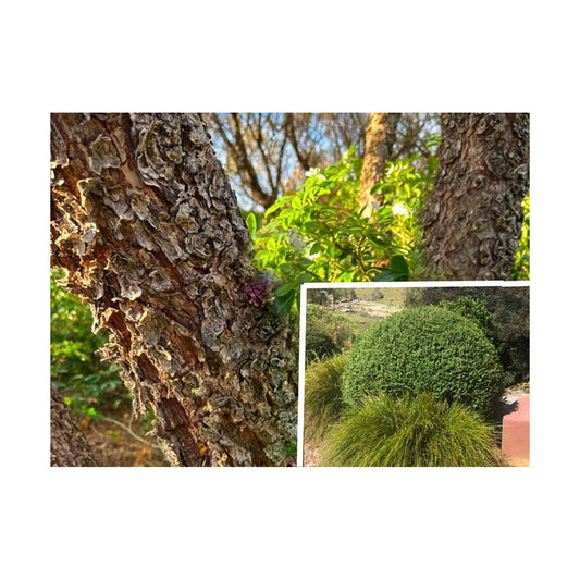 Ulmus Seiju - Dwarf Lacebark Chinese Elm