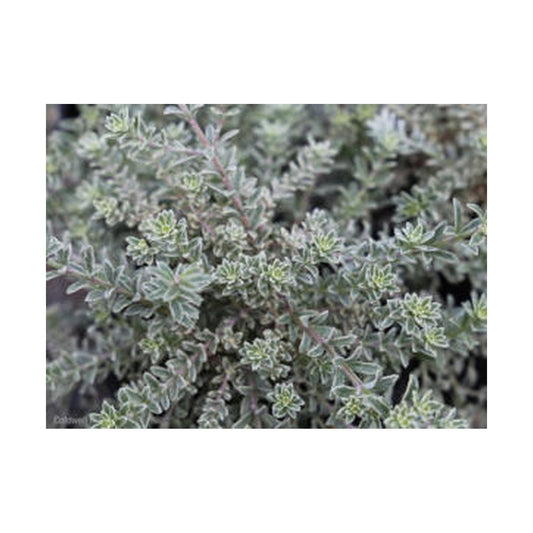 Westringia Smokey